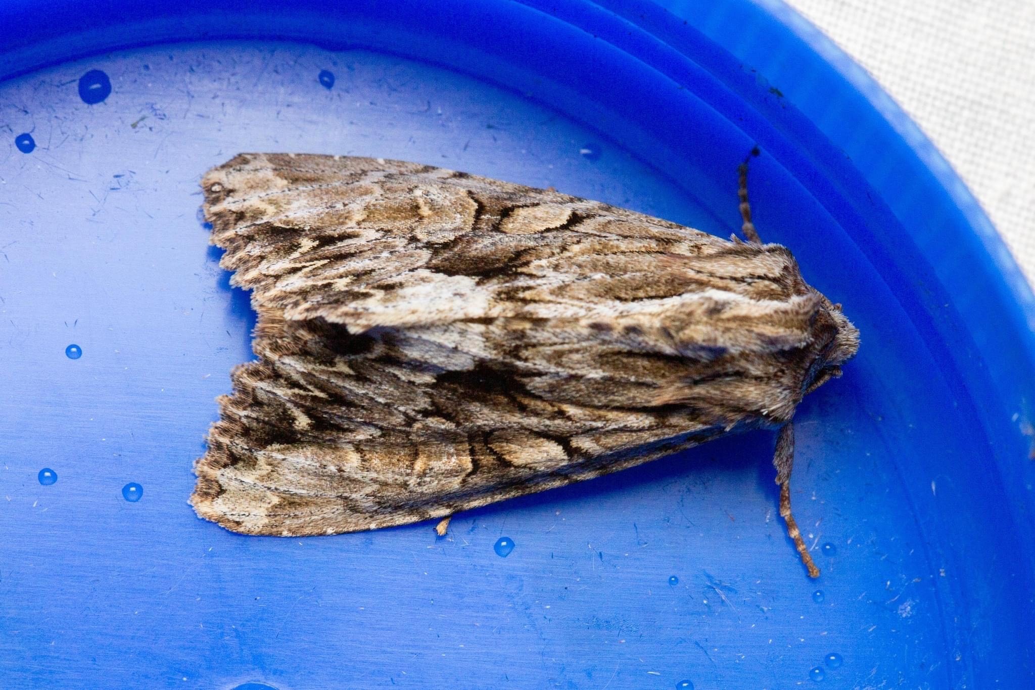 Moths