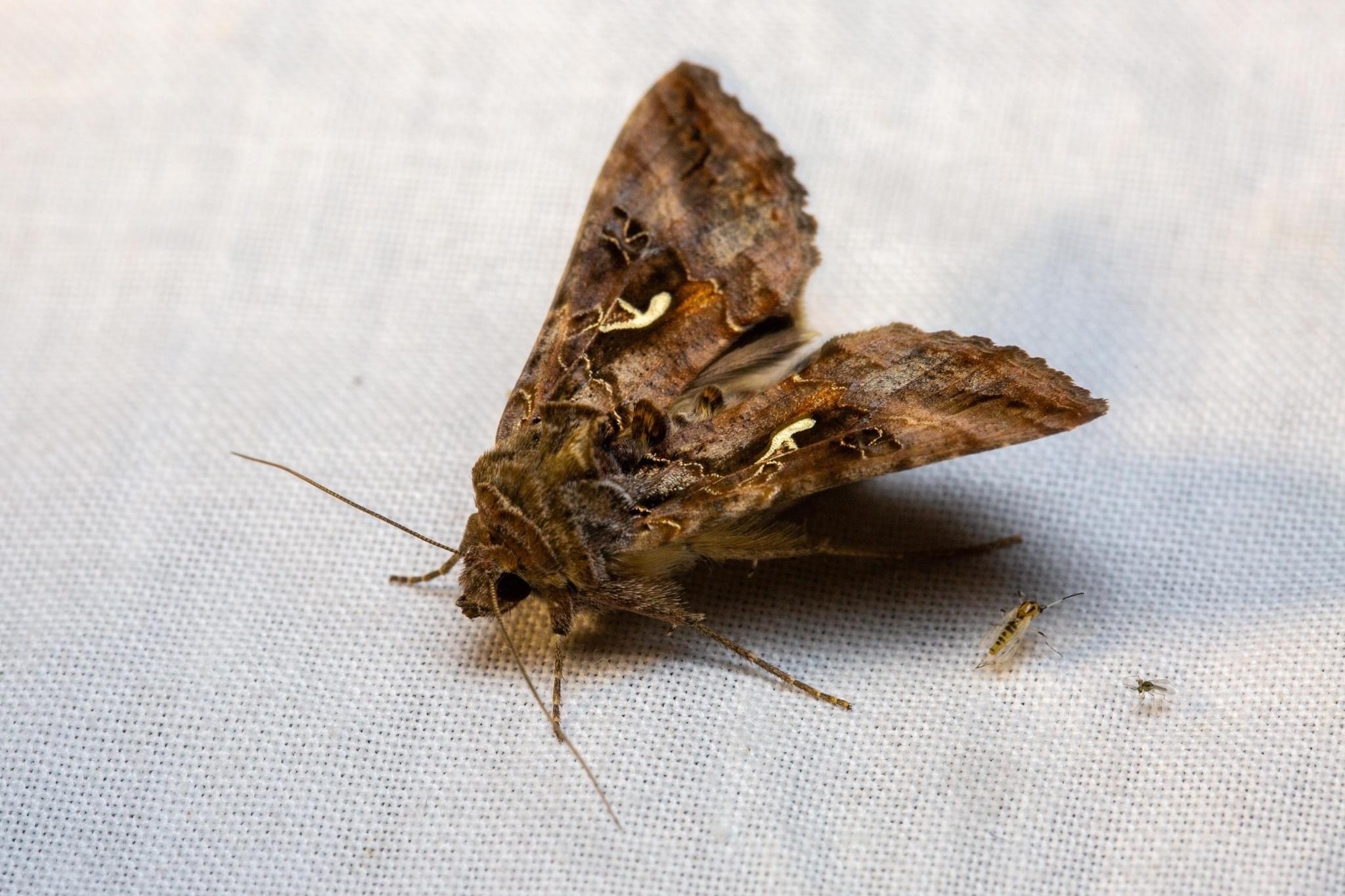 Moths