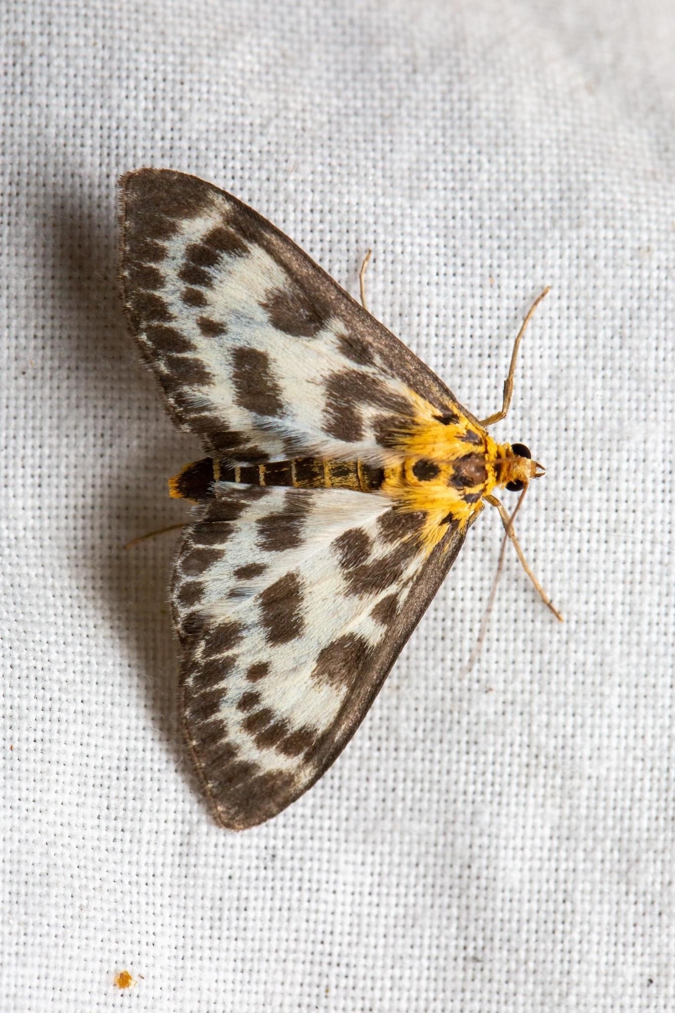Moths