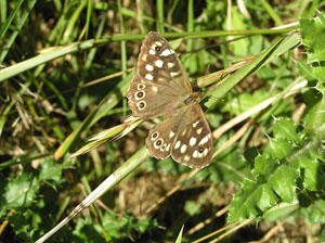 Speckled Wood Moth