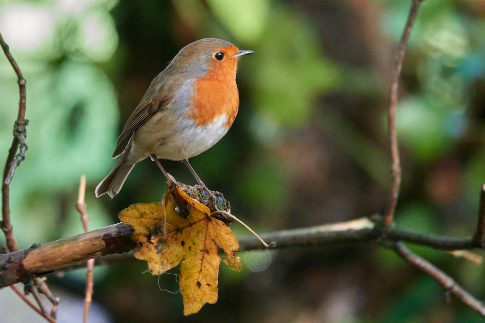 Robin_Nov_2022