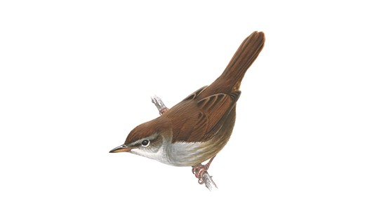 the Ceti's Warbler