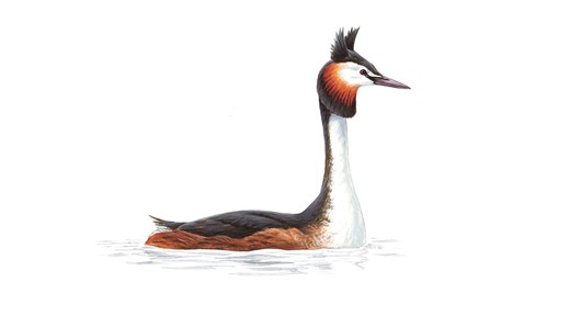 the Great Crested Grebe