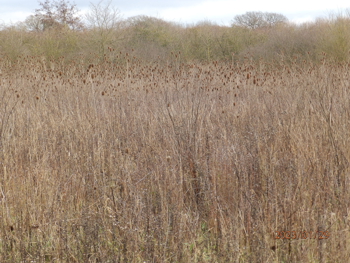 teasel field