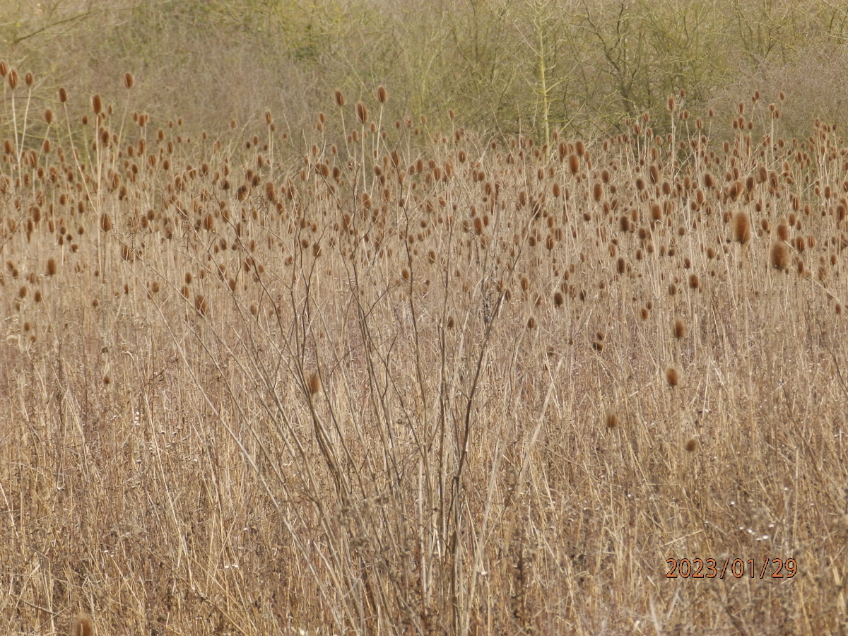 teasel field